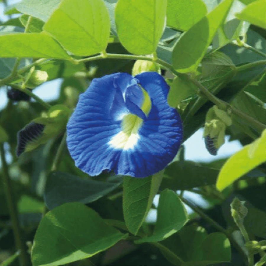 متسلقة الشاي الأزرق  Butterfly pea flower tea