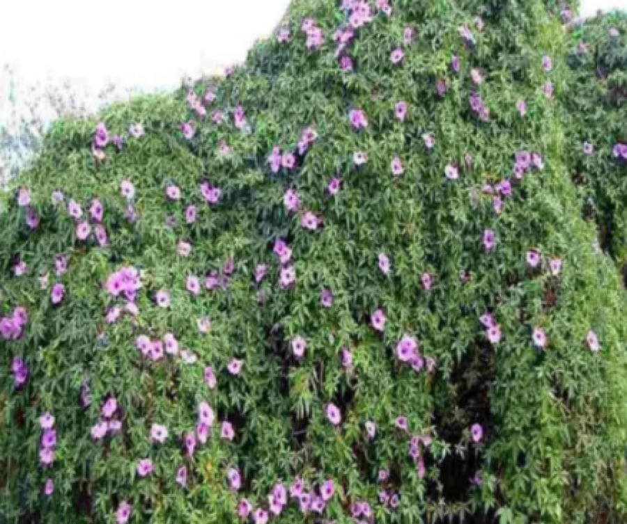 متسلقة ست الحسن Ipomoea Cairica
