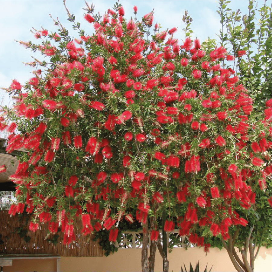 فرشة زجاج او فرش الزجاج واسمها العلمي Callistemon citrinus شجرة صغيرة دائمة الخضرة