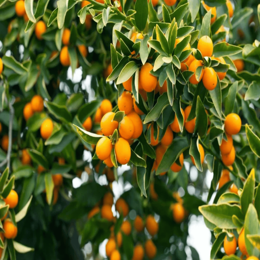 شتلة الكمكوات او البرتقال الذهبي اوالبرتقال الياباني وتسمى ب kumquat
