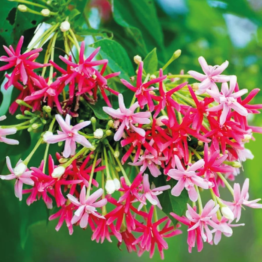 نبات الياسمين الأحمر او ما يسمى ب Quisqualis Indica او Rangoon creeper