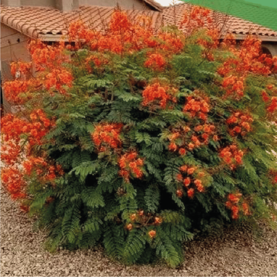 سيسلبينيا او Caesalpinia pulcherrima