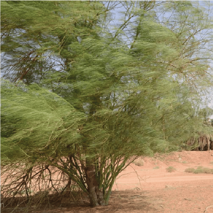 الباركنسونيا