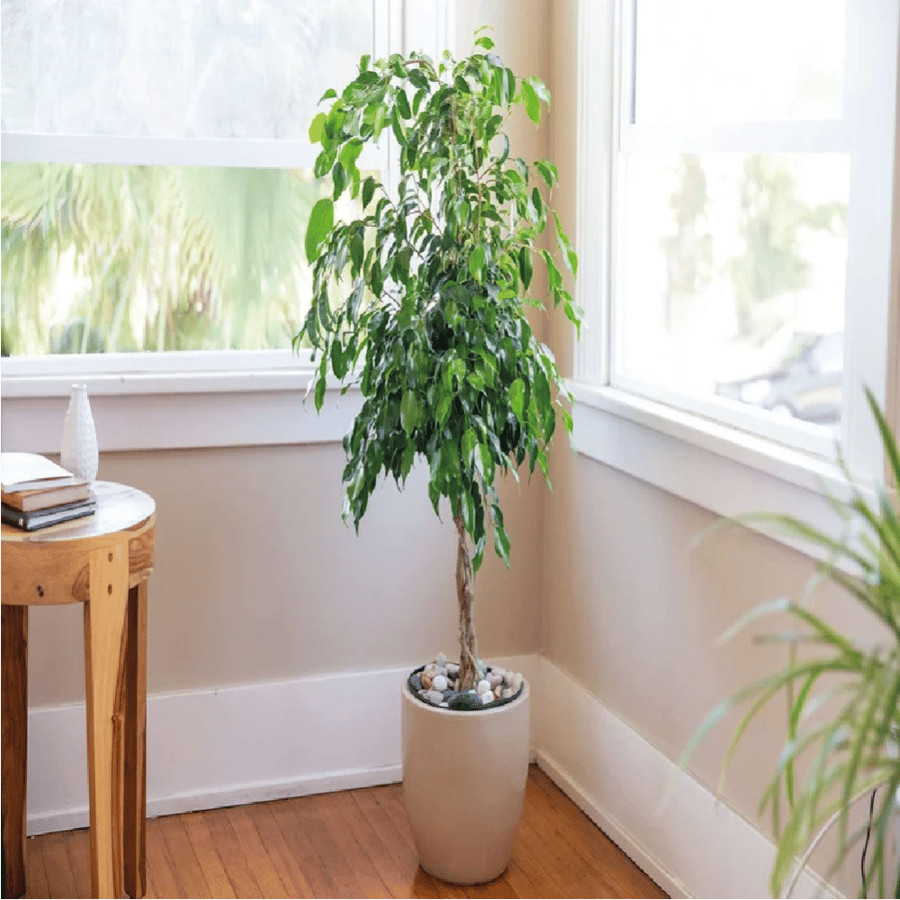 فيكس بنجامينا-Ficus Benjamina