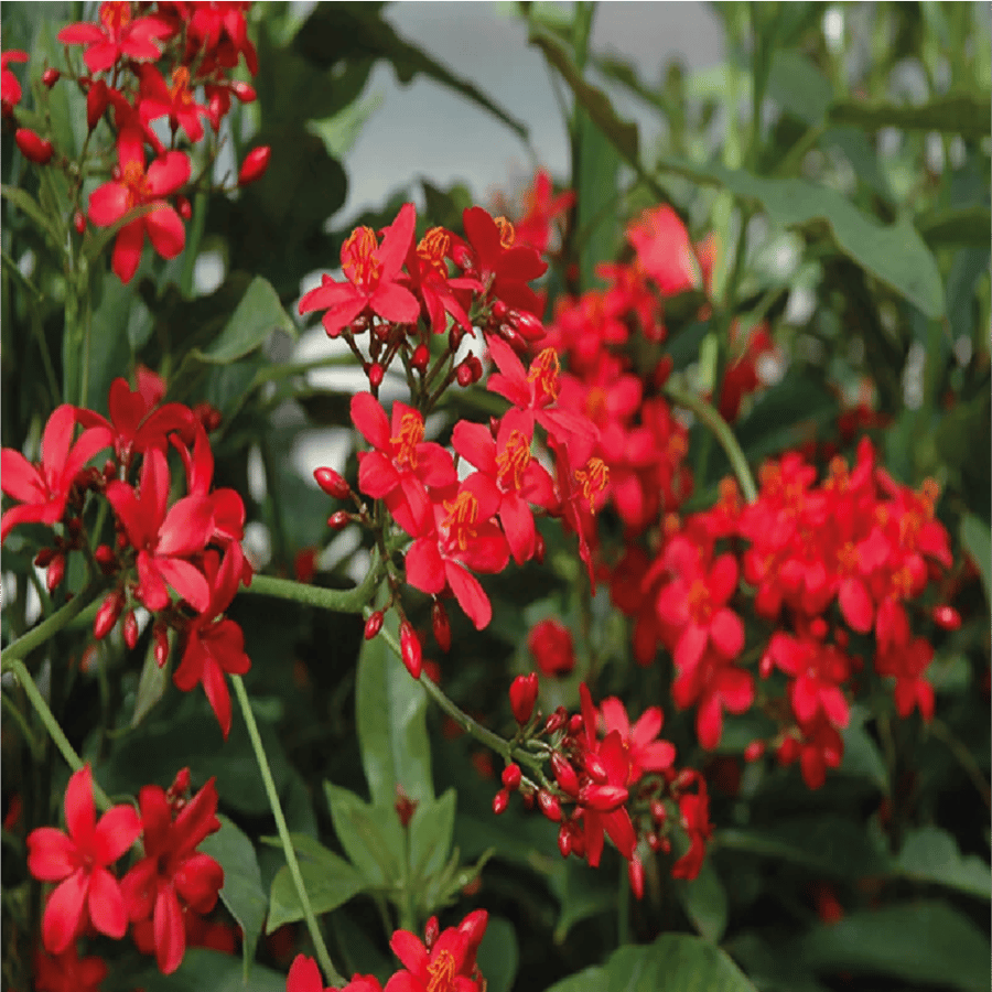 شجرة الجاتروفا واسمها العلمي هو Jatropha integerrima او Peregrina