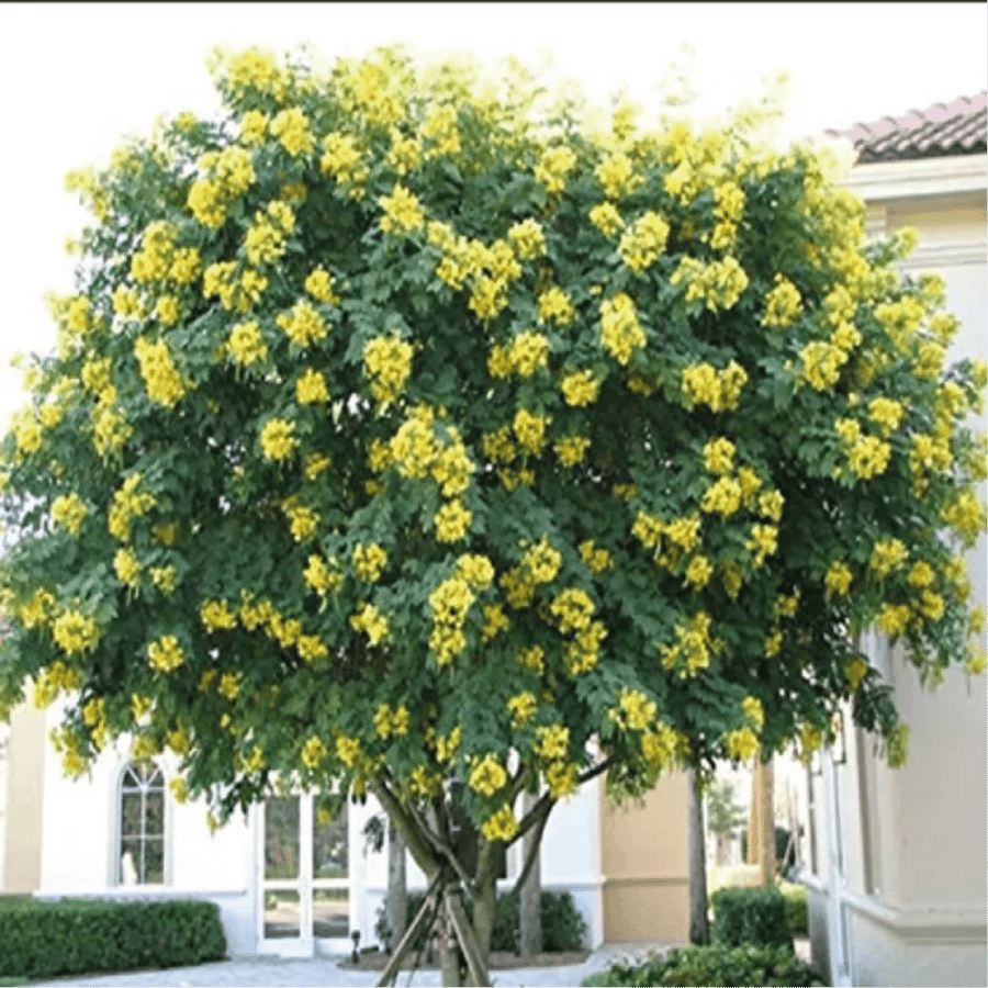 شجرة اكاسيا جلوكا و يصطلح عليه بالانجليزية cassia glauca