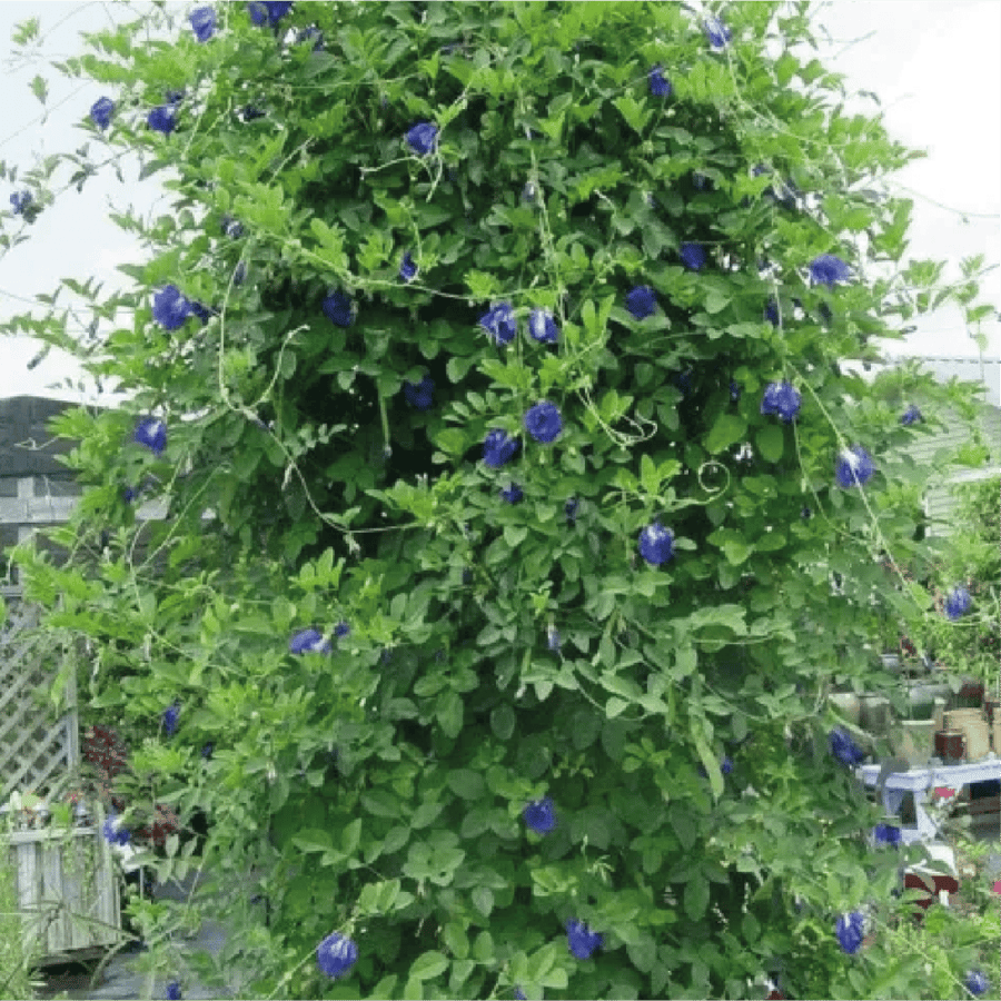 متسلقة الشاي الأزرق  Butterfly pea flower tea