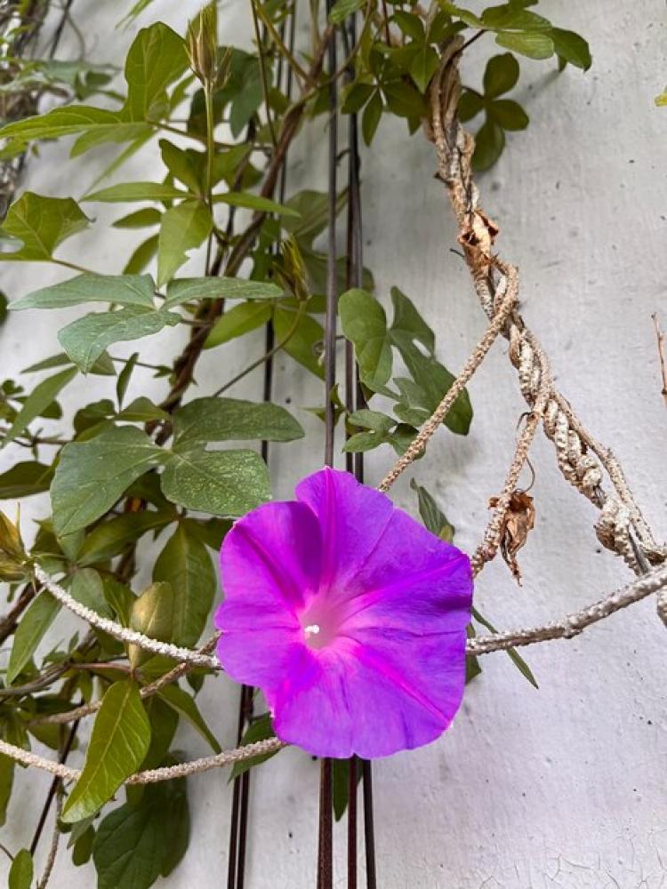 متسلقة ست الحسن Ipomoea Cairica