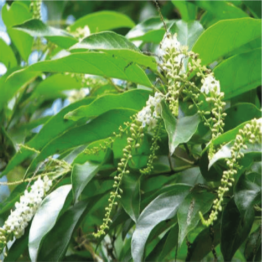 شتلة صغيرة الياسمين الاسترالي او ما يسمى ب Citharexylum quadrangulare
