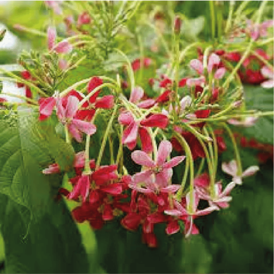 نبات الياسمين الأحمر او ما يسمى ب Quisqualis Indica او Rangoon creeper