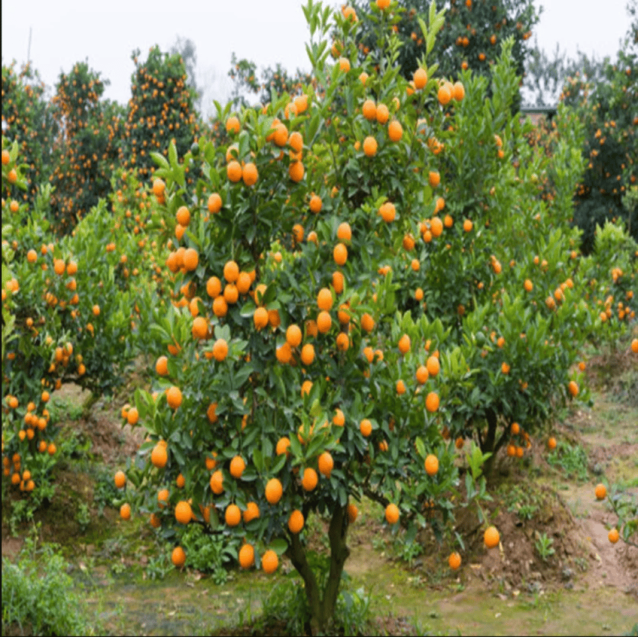 شتلة الكمكوات او البرتقال الذهبي اوالبرتقال الياباني وتسمى ب kumquat