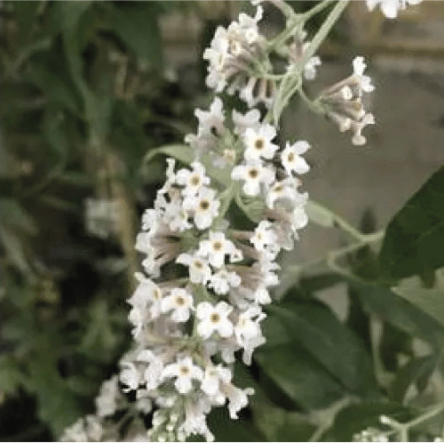 ياسمين فرنسي نبات الياسمين الفرنسي او ما يسمى ب Jasmine grandiflorum