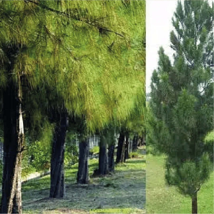 شجرة اثل امريكي او الكازوارينا وتسمى بالانجليزية Casuarina