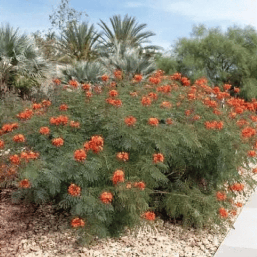 سيسلبينيا او Caesalpinia pulcherrima