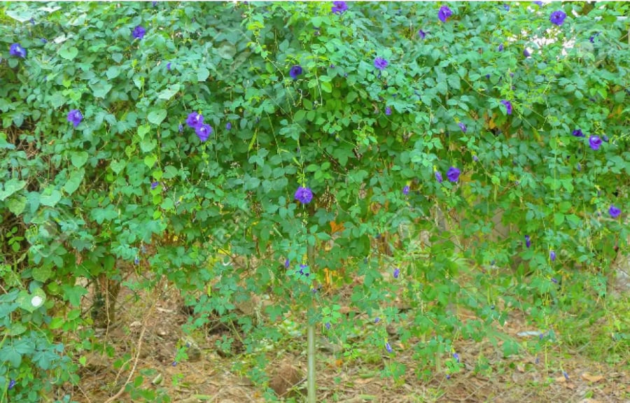 متسلقة الشاي الأزرق  Butterfly pea flower tea