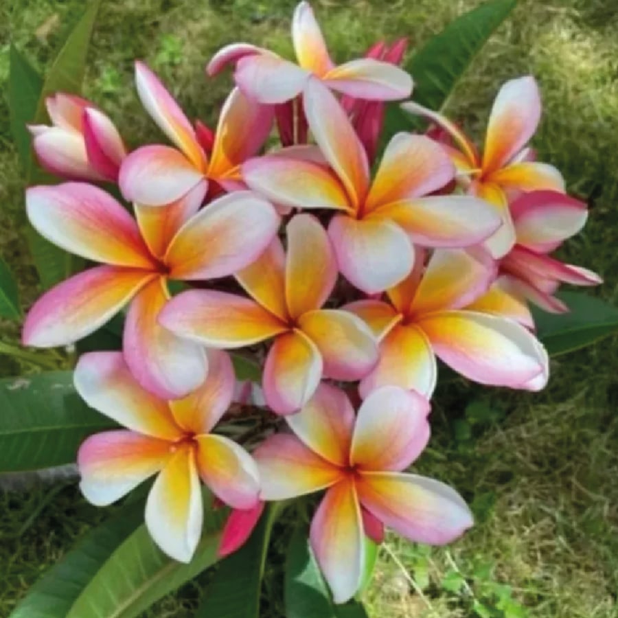 شتلة الياسمين الهندي او البلوماريا او ما يطلق عليها Plumeria