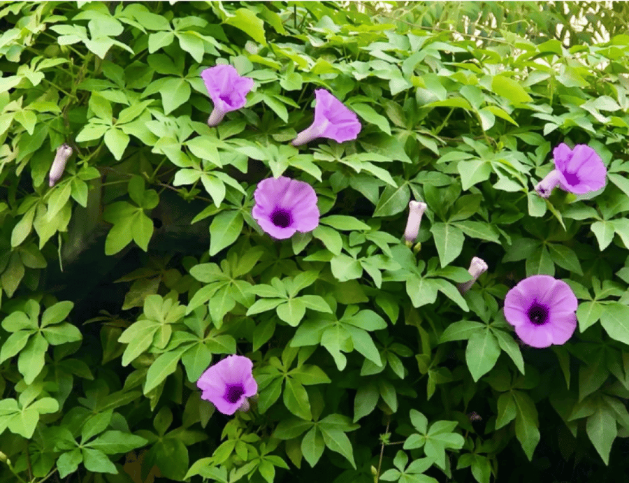 متسلقة ست الحسن Ipomoea Cairica