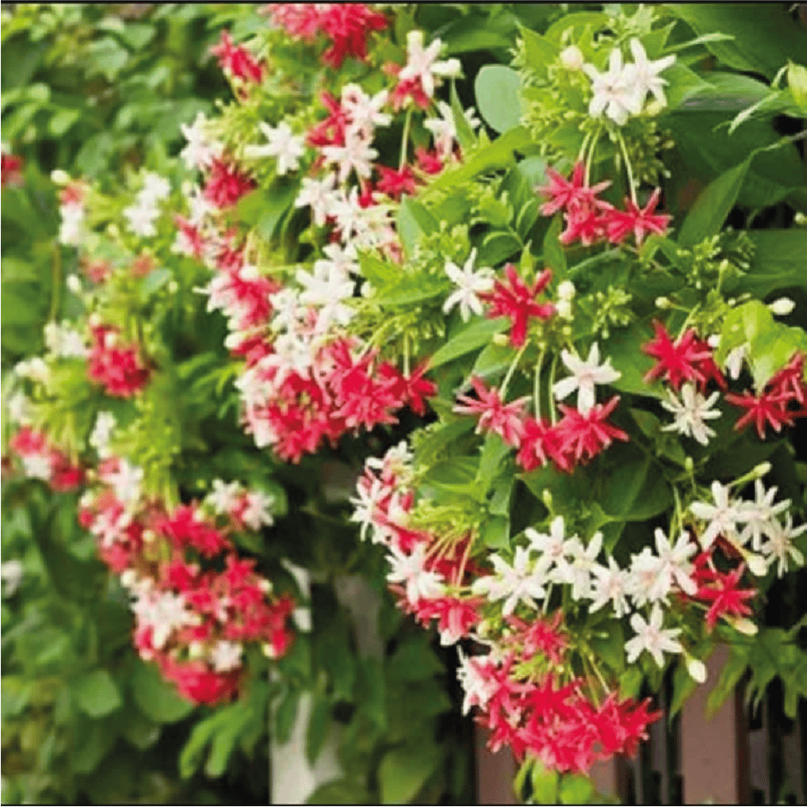 نبات الياسمين الأحمر او ما يسمى ب Quisqualis Indica او Rangoon creeper