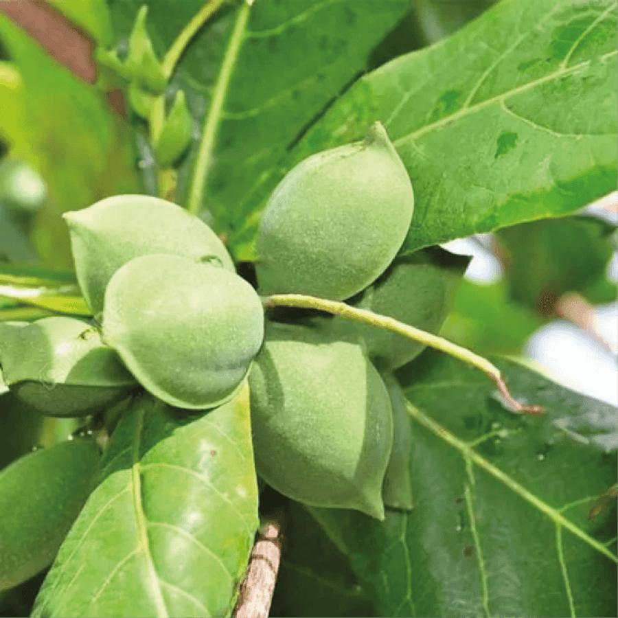 لوز حساوي او اللوز البجلي و تسمى بالانجليزية Indian Almond
