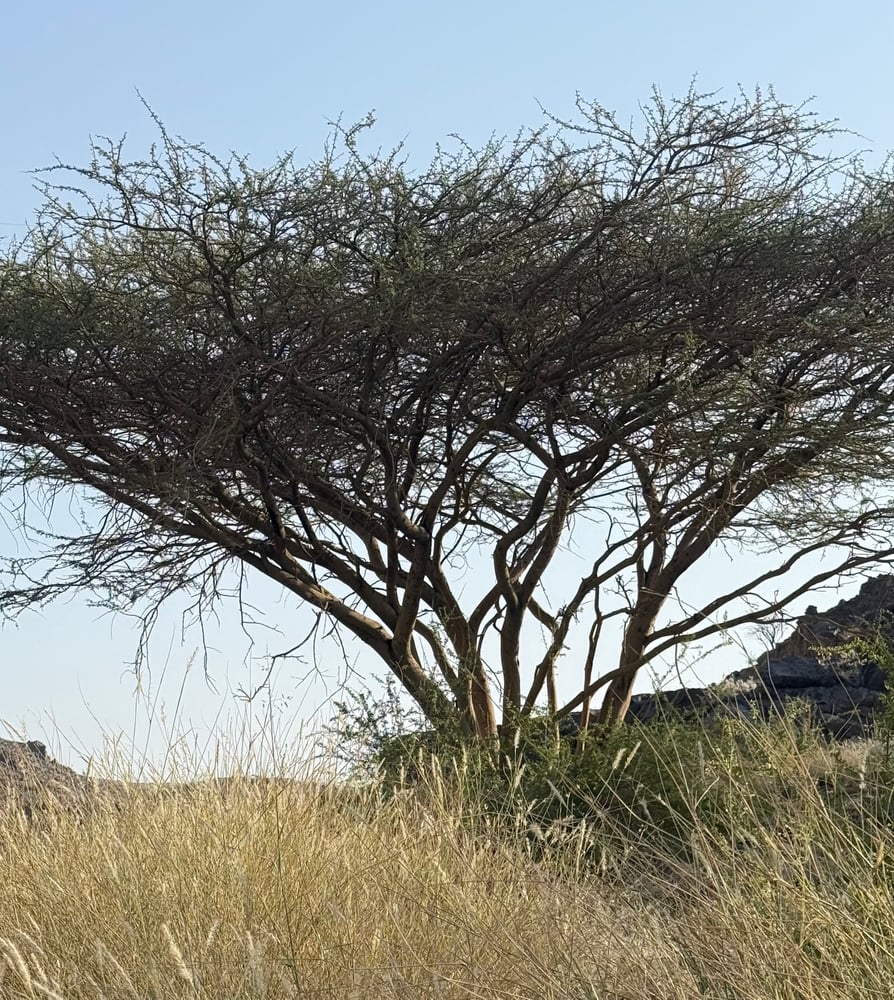 Samar seeds 100 seeds
