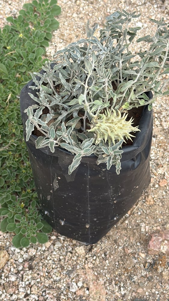 عتري بري ( فاكهة الصحراء)
