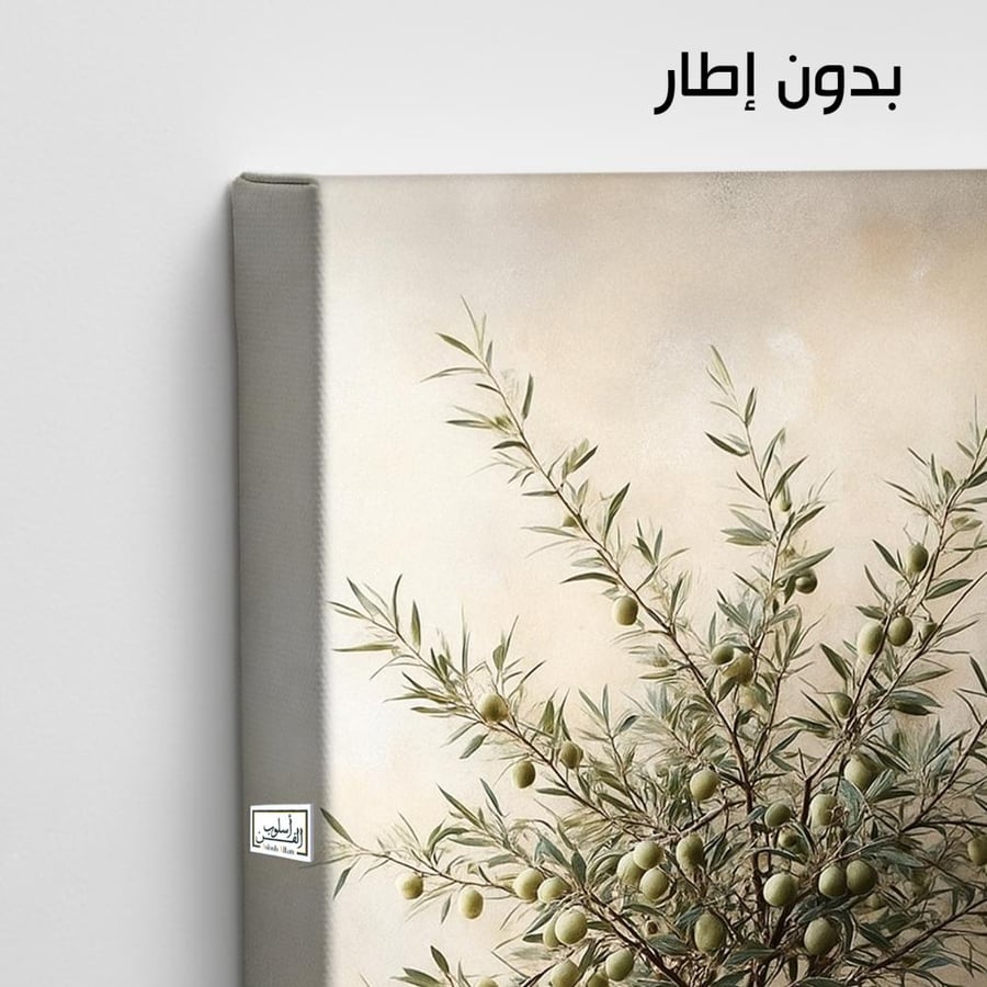 PLNT8 ثمار الزيتون