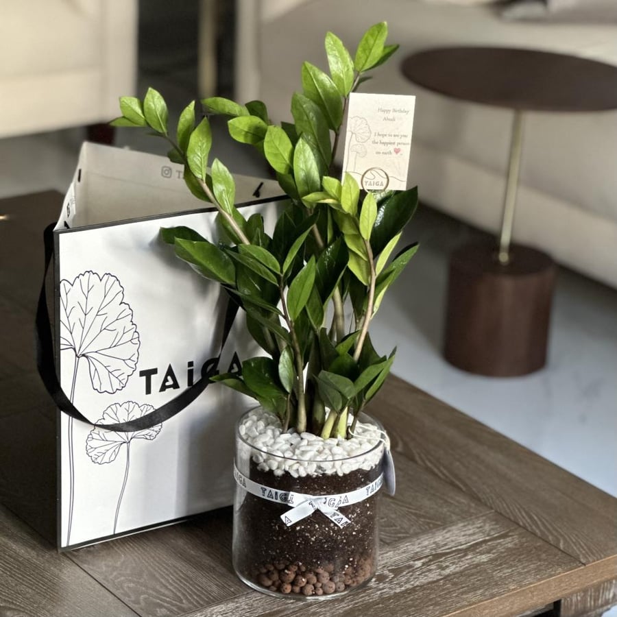 نبات الزاميا بأصيص زجاج (مقاسين)