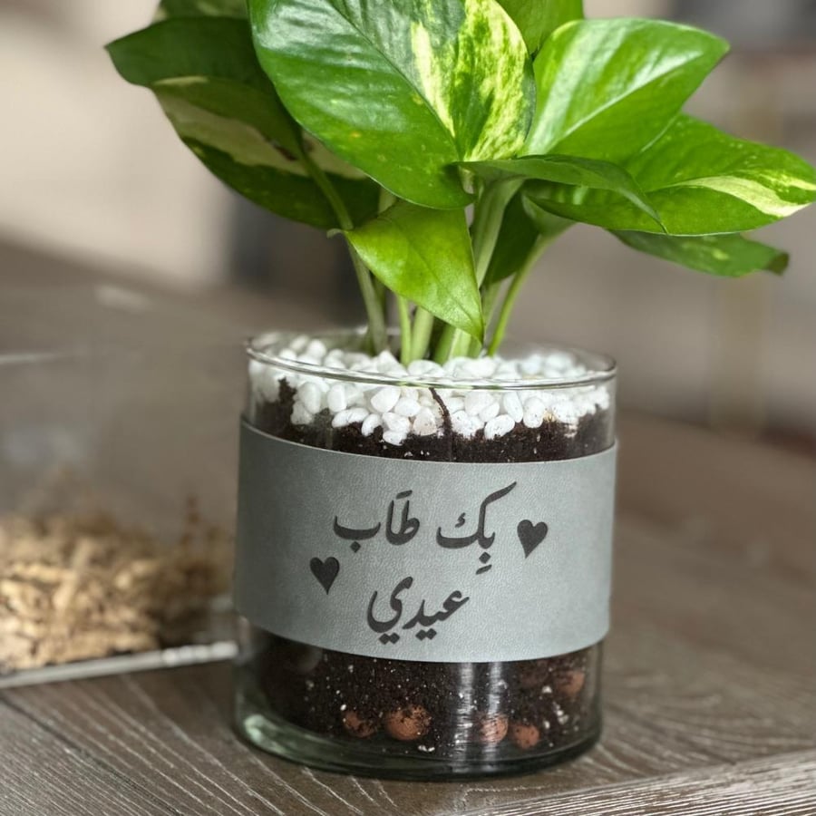 سلة اكريليك بنبات البوتس + بوكس تشوكلت