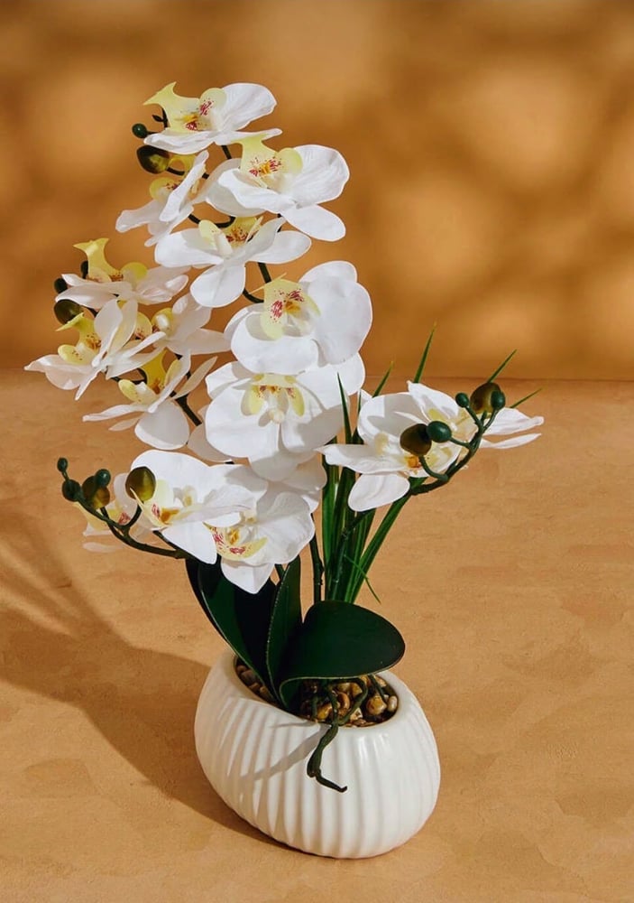 White Orchid Elegance أناقة الأوركيد البيضاء