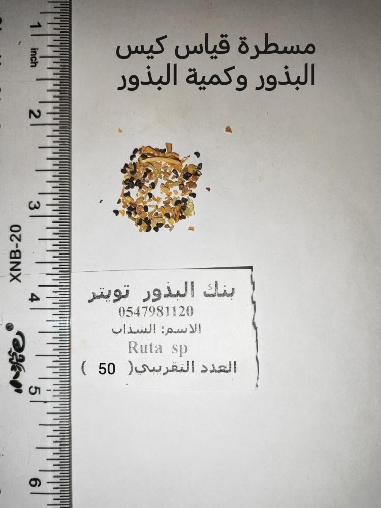 شذاب 50 بذرة Ruta chalepensis
