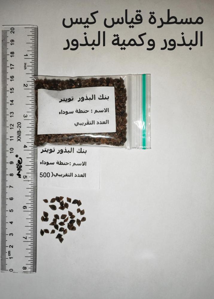 حنطة سوداء  500 بذرة