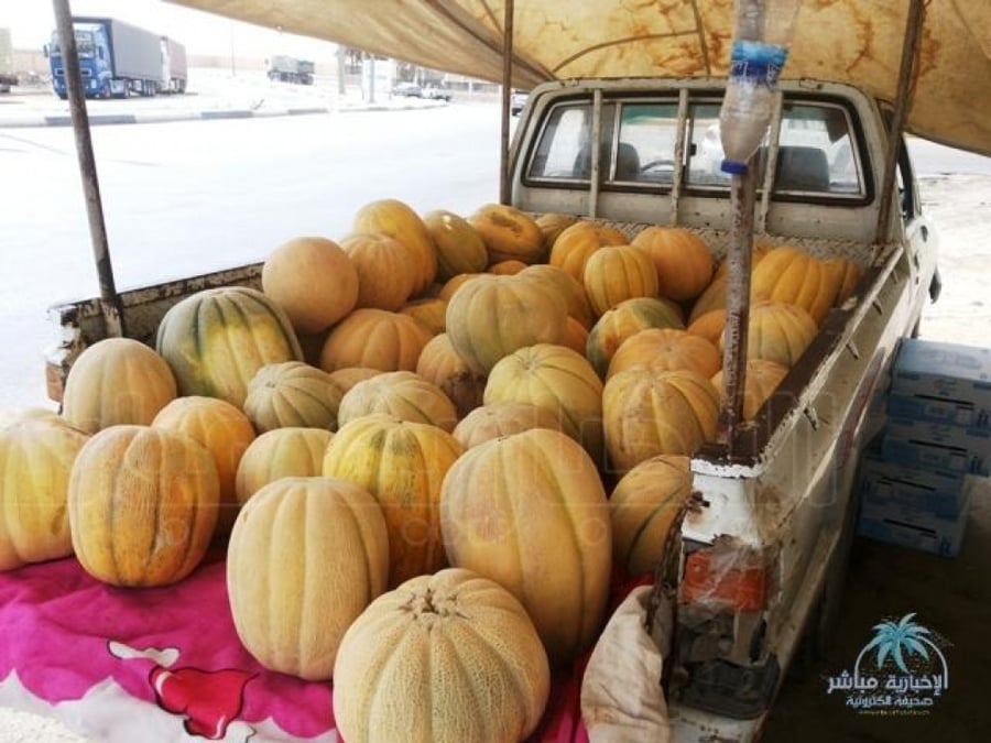 بطيخ فريدوني حساوي  40 بذرة