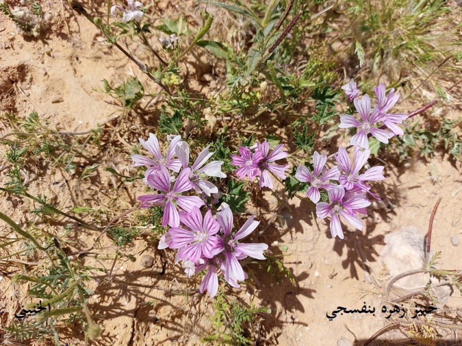 خبيز زهرة بنفسجي 50 بذرة Malva nicaeensis