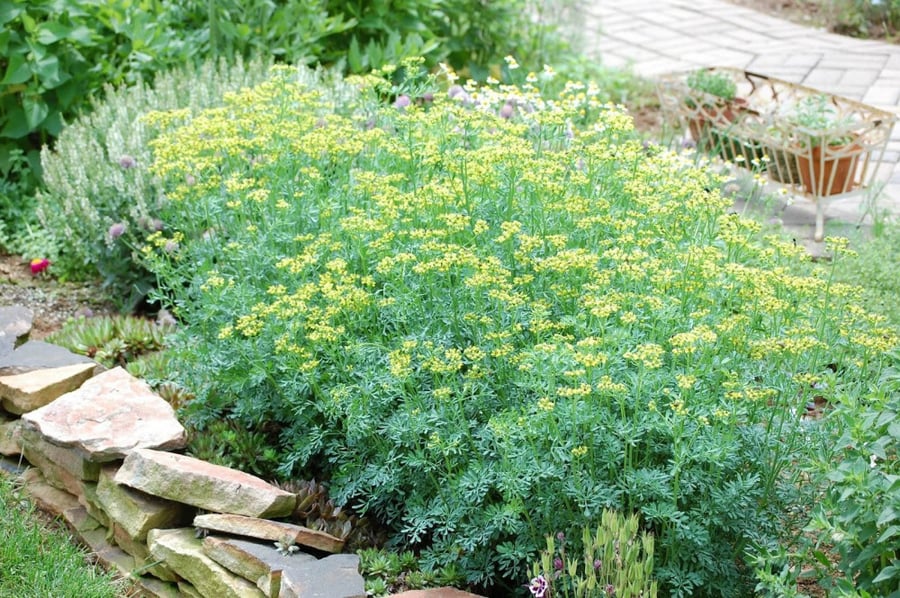 شذاب 50 بذرة Ruta chalepensis