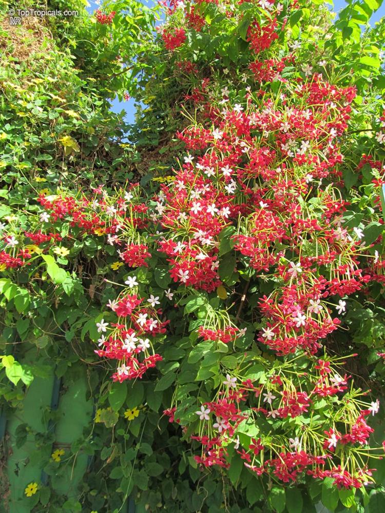 متسلقة ياسمين احمر 5 بذرات Quisqualis indica Red Jasmin