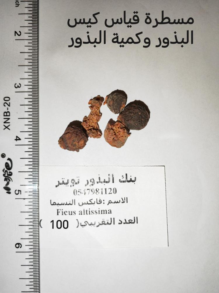 فايكس امريكي (التسيما) 100 بذرة Ficus altissima