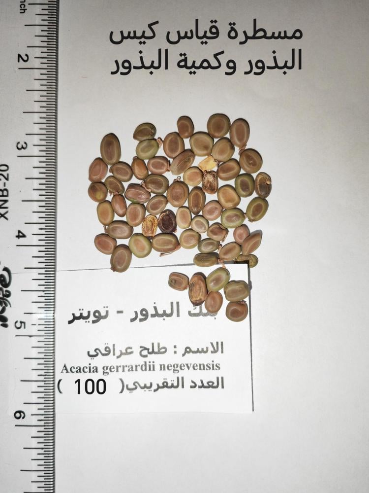 طلح نجفي - عراقي  30 بذرة