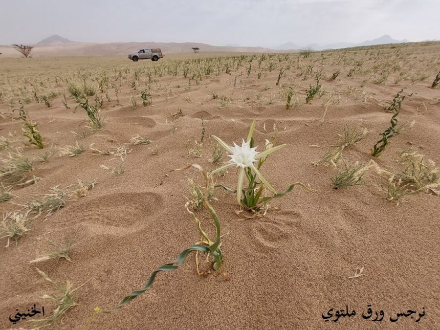 نرجس ورق ملتوي 20 بذرة