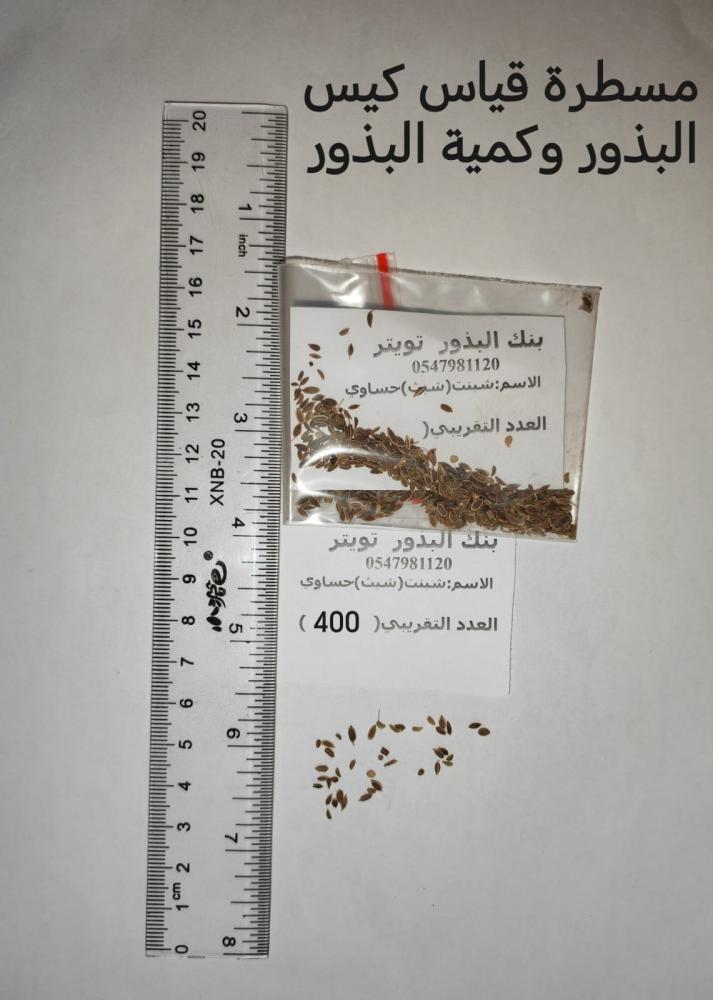 شبت حساوي   400 بذرة