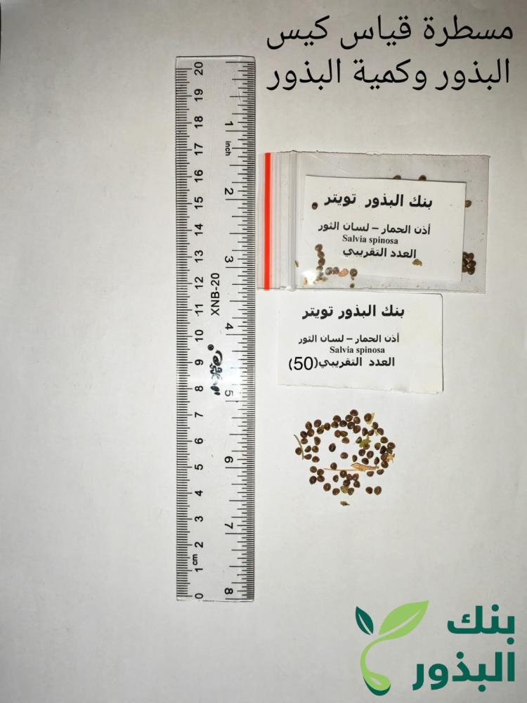 اذن الحمار - لسان الثور ؟؟ بذرة Salvia spinosa