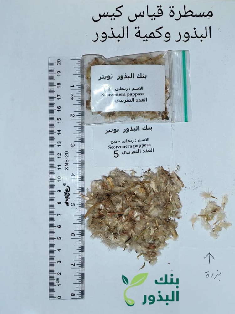 ربحلى - ذبح  5 بذرات  Scorzonera papposa معها شوائب كثيرة