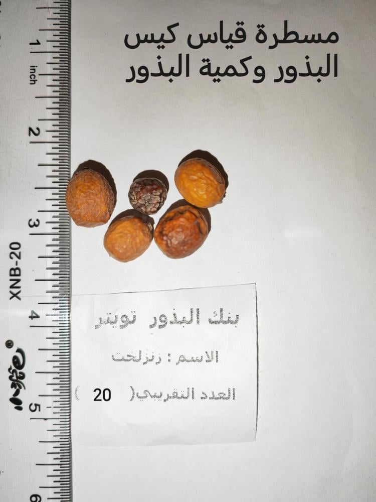 زنزلخت ( Melia azedarach ) 20 بذرة