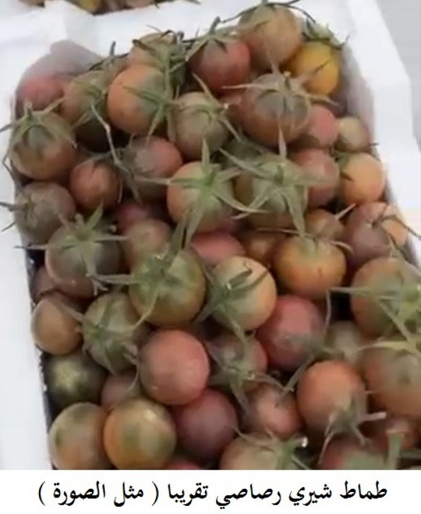 طماط شيري رصاصي 200 بذرة