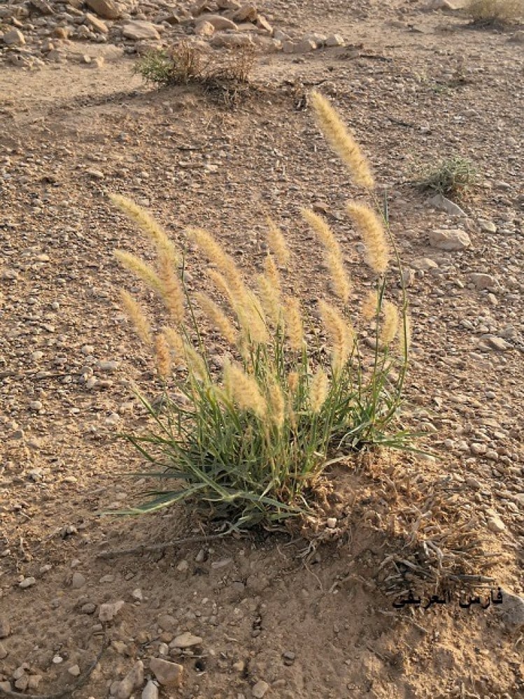 إيبد مقدار كأس من البذور و الاغصان cenchrus ciliaris l