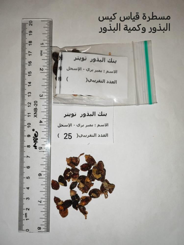 بمبر بري 15 بذرة - الغرف - الاسحل  Cordia sinensis