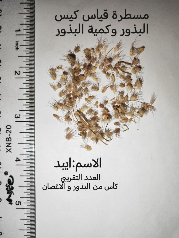 إيبد مقدار كأس من البذور و الاغصان cenchrus ciliaris l