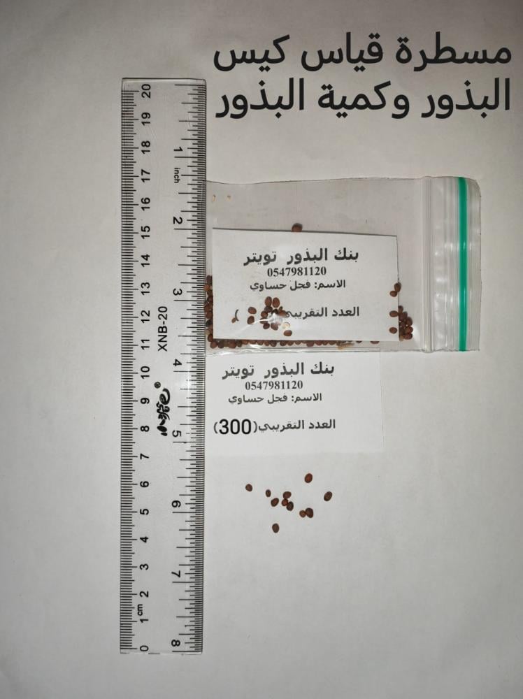 فجل حساوي   200 بذرة
