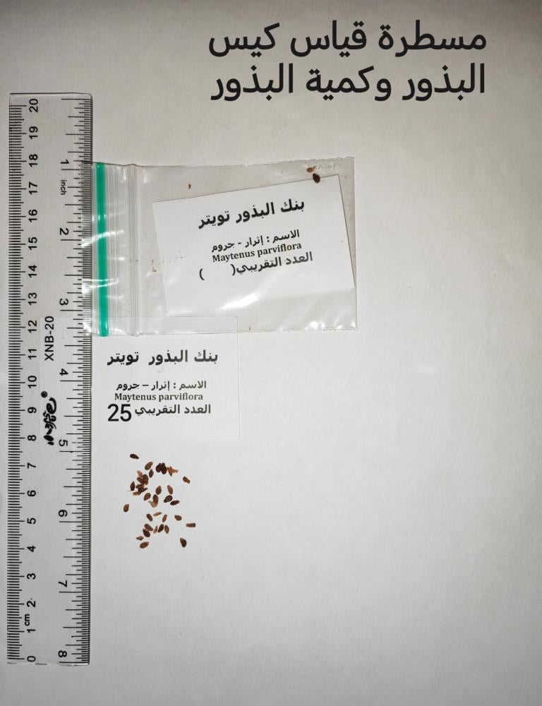إثرار 30 بذرة Maytenus parviflora