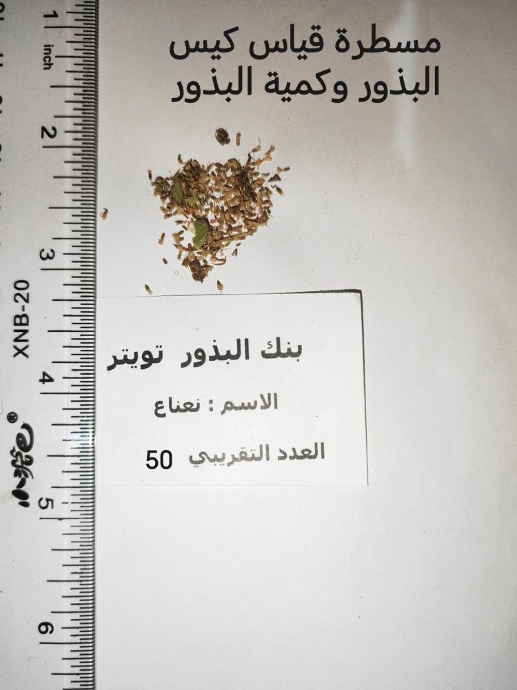 نعناع 50 بذرة
