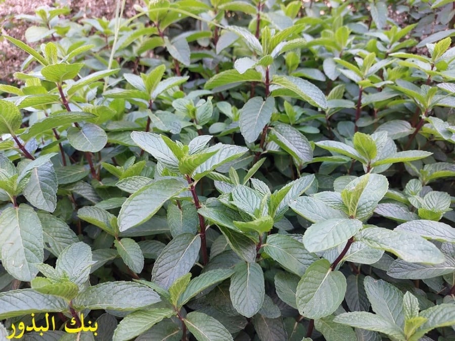 نعناع 50 بذرة